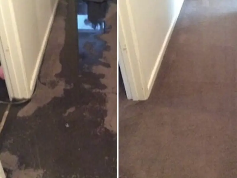 Water-damaged soaked carpet restored to clean dry condition using professional extraction and drying services